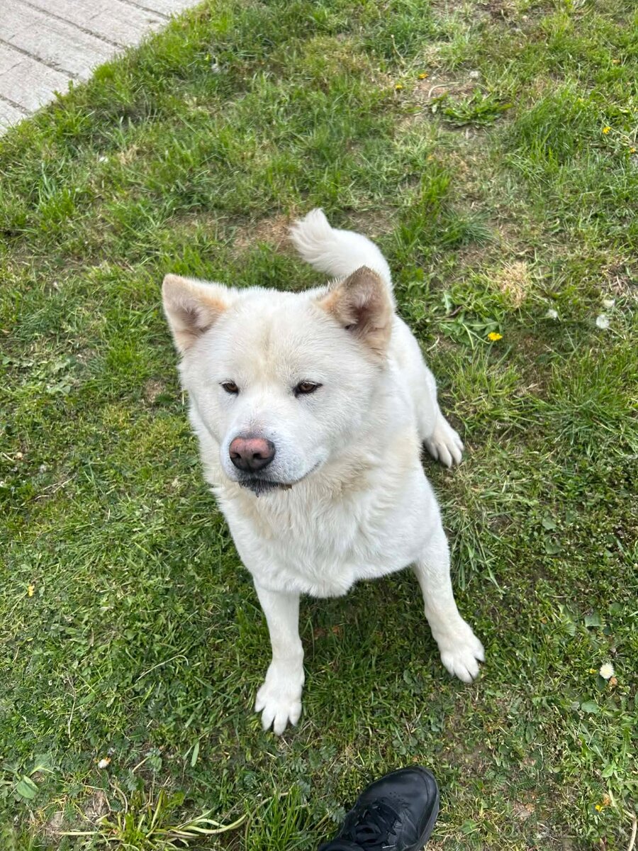 Akita inu na krytie - 2