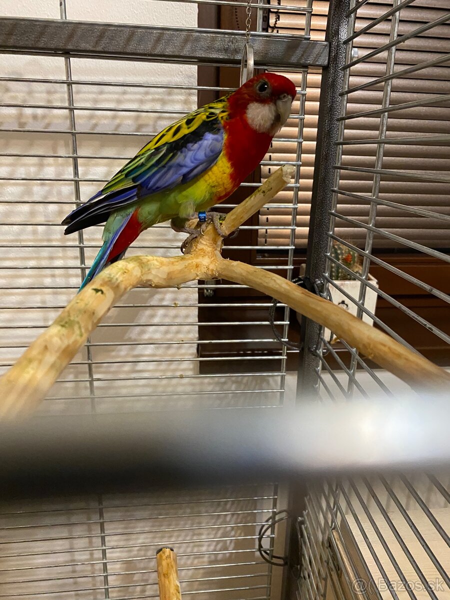 Rozela pestrá -samec - 2