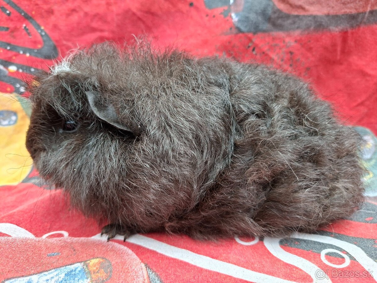 Švajčiarske-teddy s Pp - 2