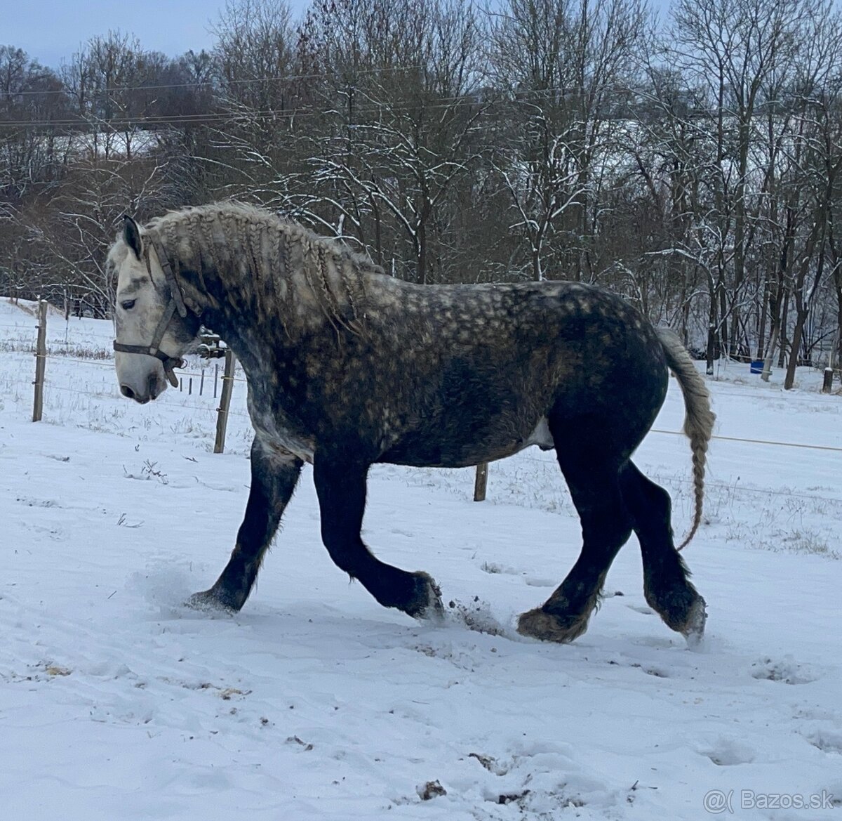 Percheron - 2