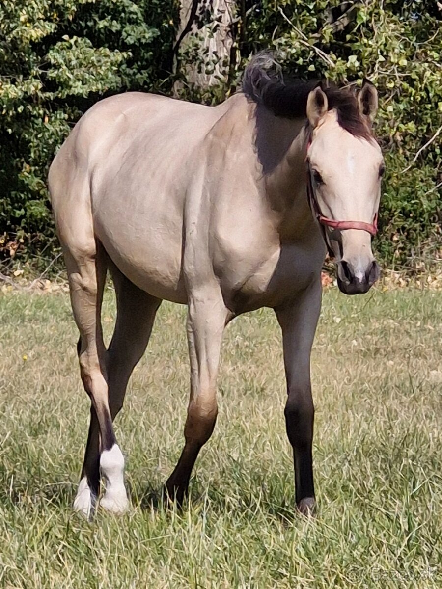 Appaloosa kobylka - 2
