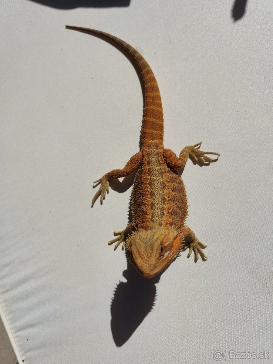 Agama bradatá a terarium 120x40x40 - 2