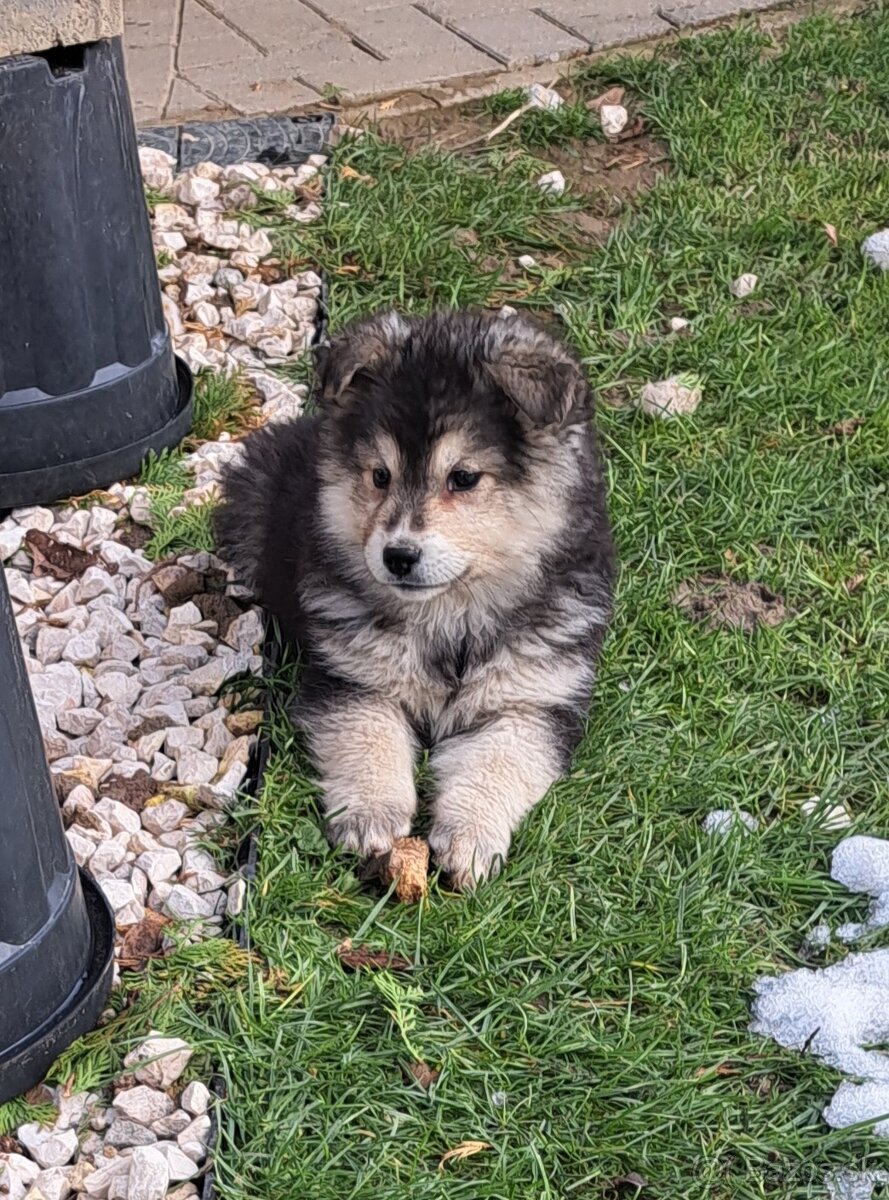 Darujem hrave šteniatka - 2