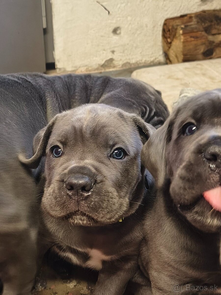 Šteniatka Cane Corso - 2