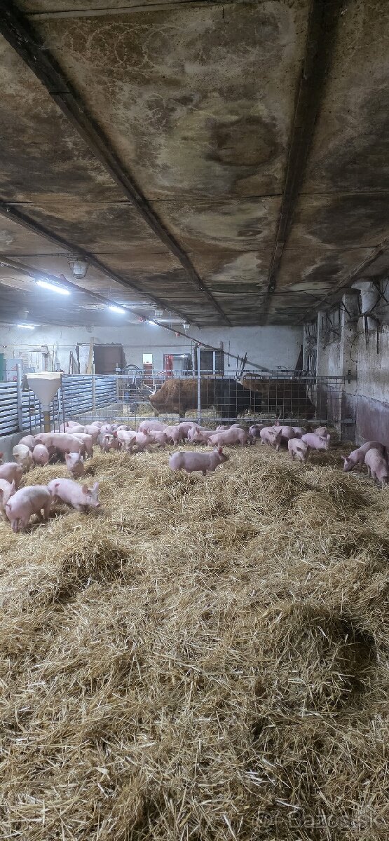 Ponúkam odstavčata cca 30-33kg - 2