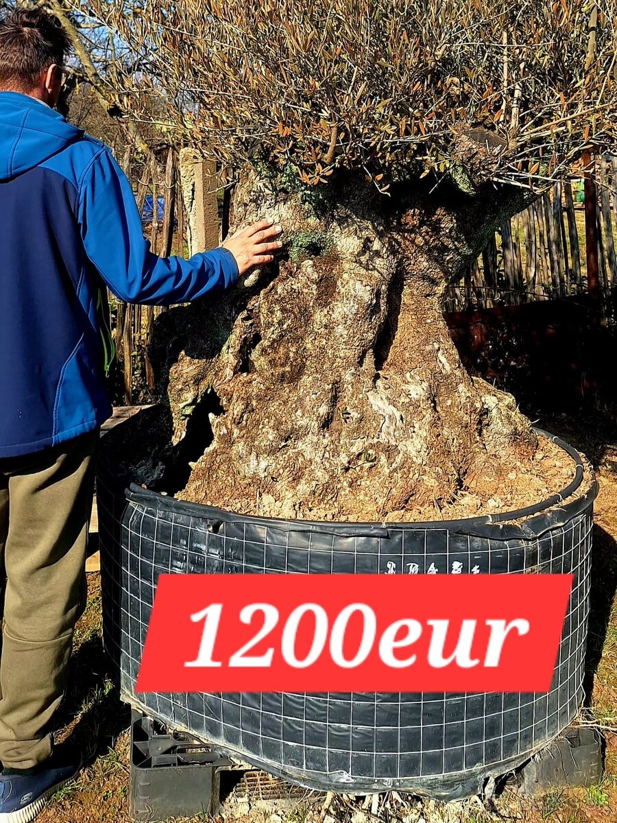 Olivovník Europea - 2