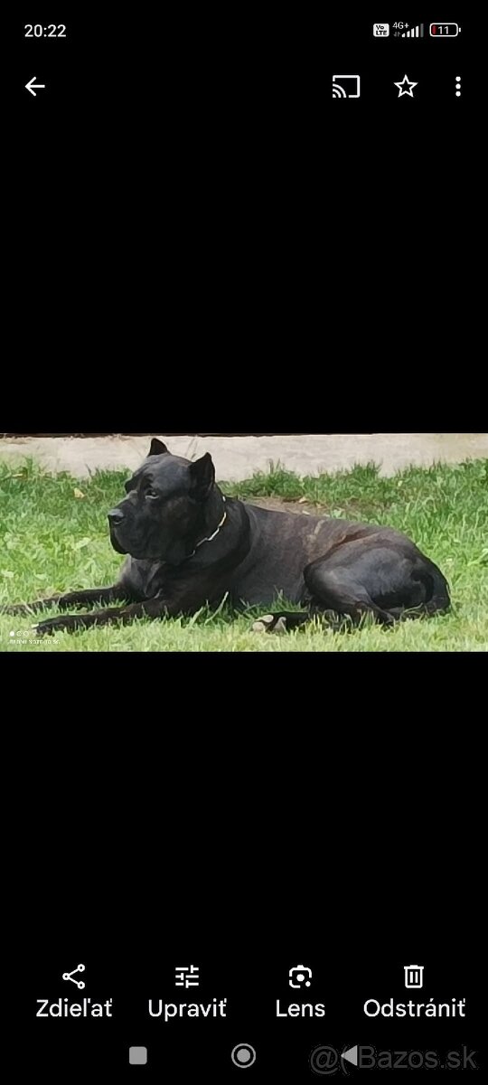 Bandog - krytie - 2