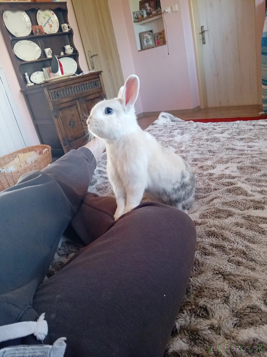 Zakrsly Kastrovany Zajacik (samcek) - 2