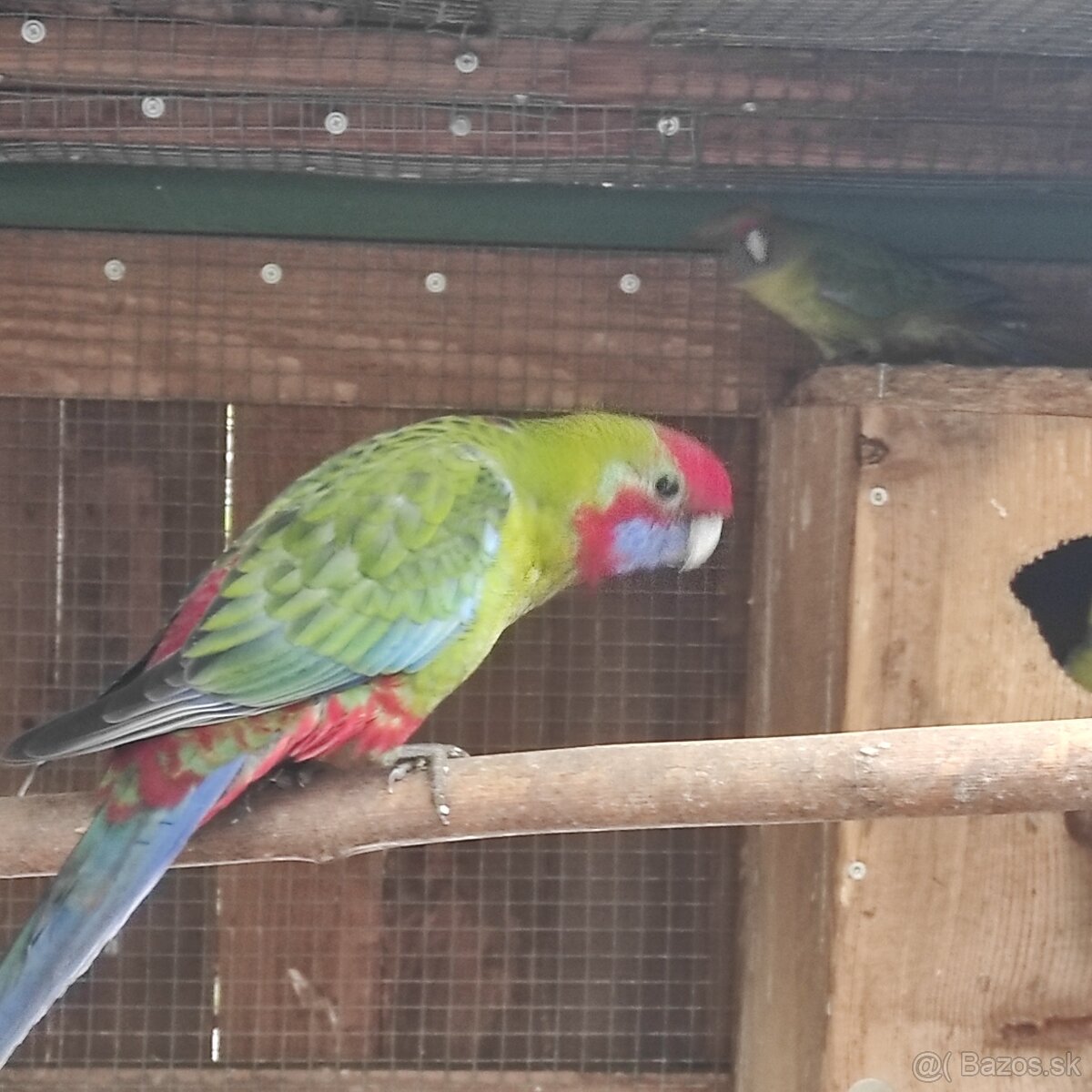 Rozela Pennantová 25 - 2