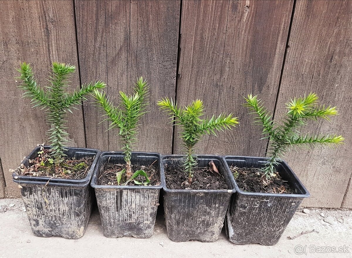 Araukária andská (Araucaria araucana) SEMENÁ - 2