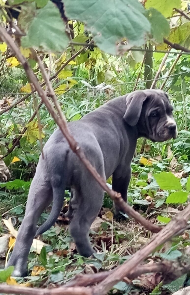Cane Corso - 2