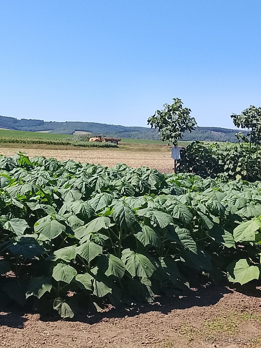 Paulownia Shan Tong Agát sadenice - 2