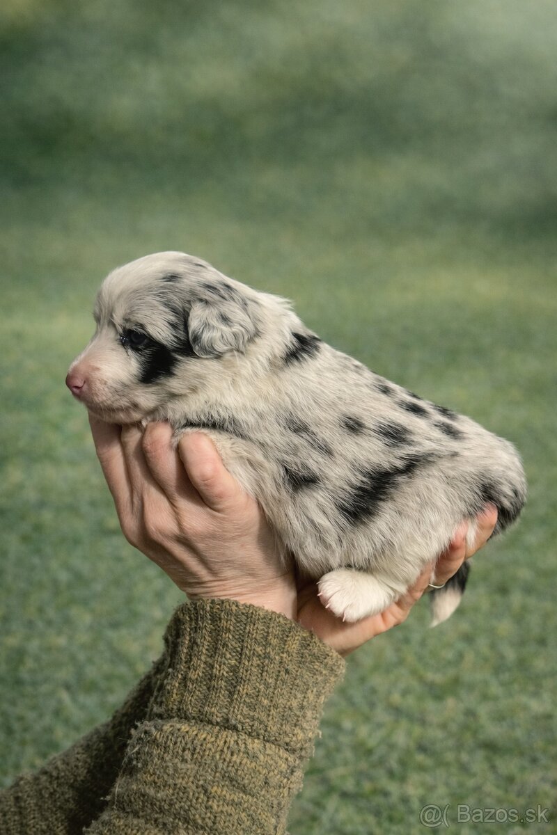 Šteniatka Border kolia - 2