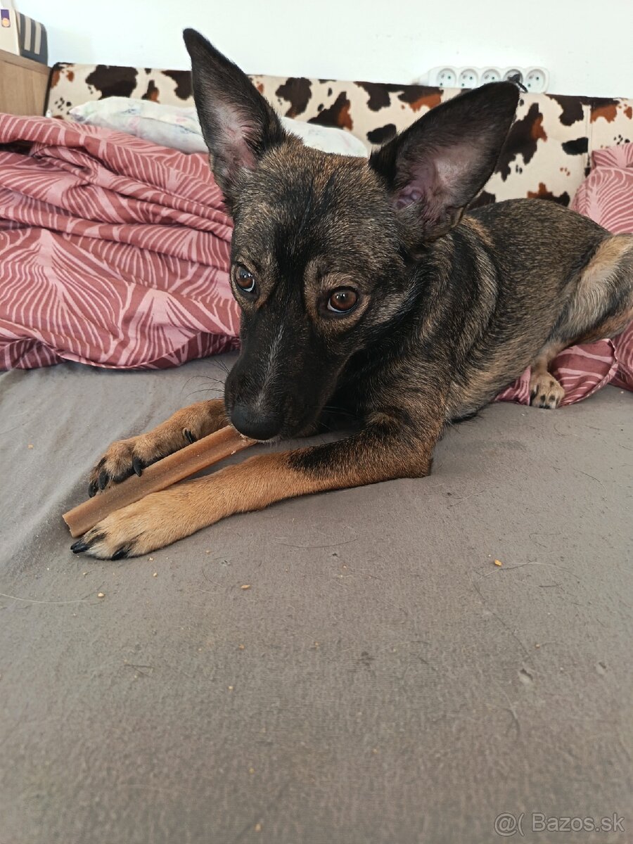 Darujem šteniatko sučku - 2