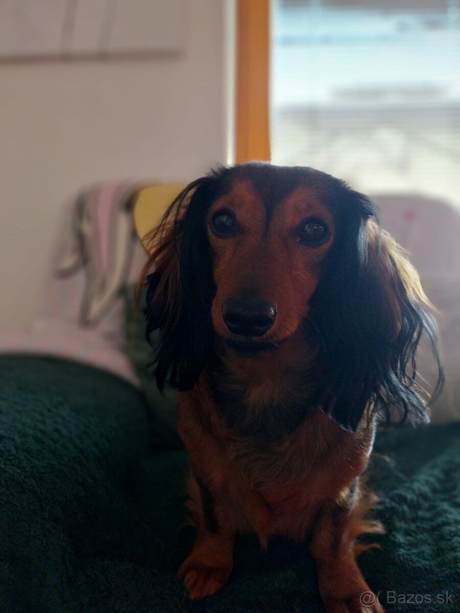 Dopyt - jazvečík trpaslíci dlhosrsty - 2