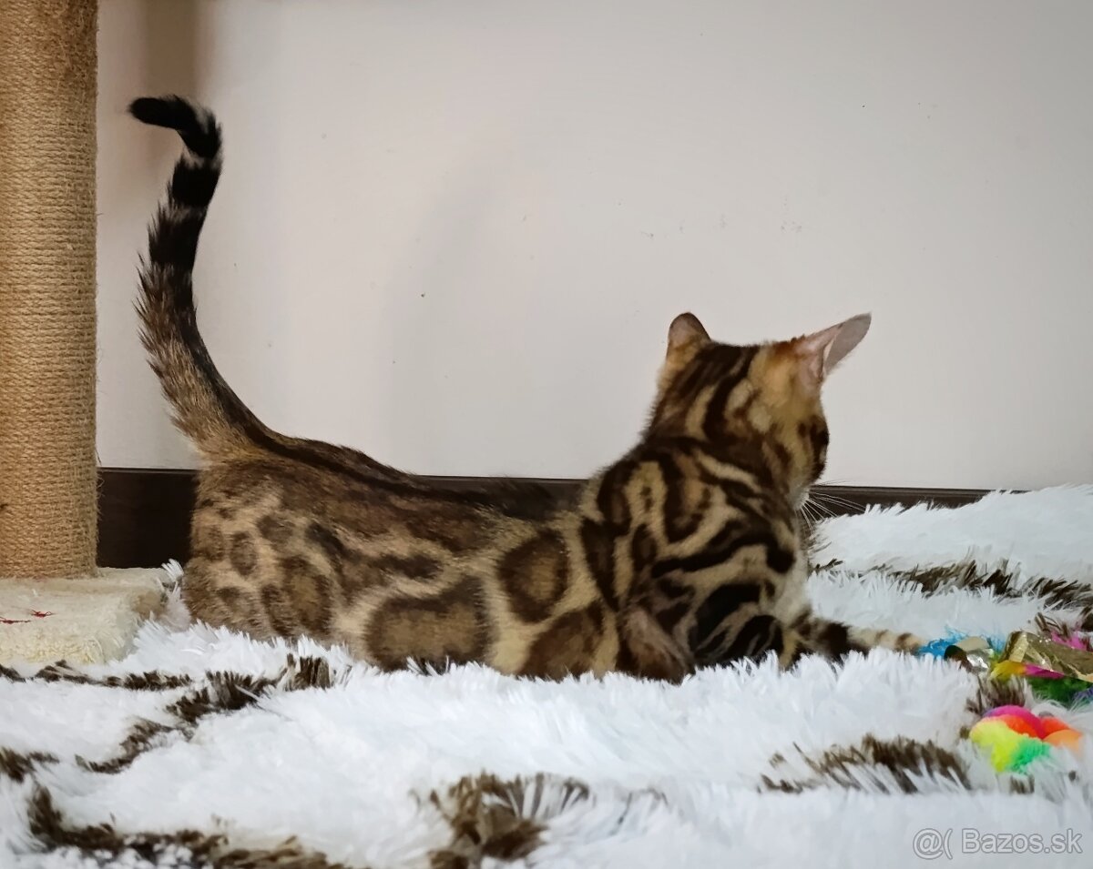 Bengálska mačka na predaj - 2