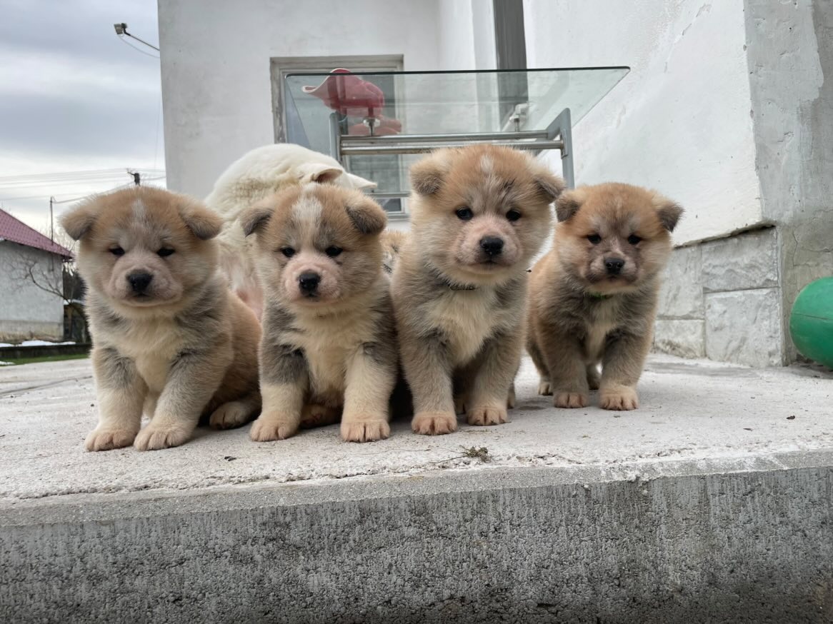 Akita inu šteniatka - 2