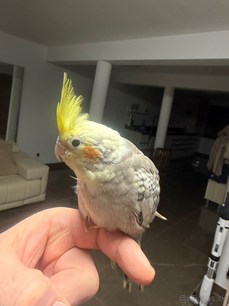 Korela Maznačik krotká - 2