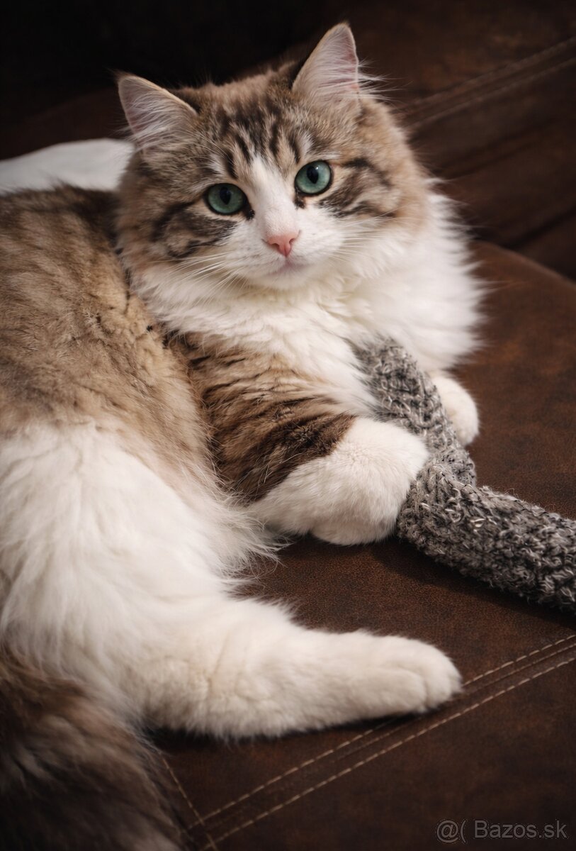 Ragdoll nádherného kocúrika. - 2