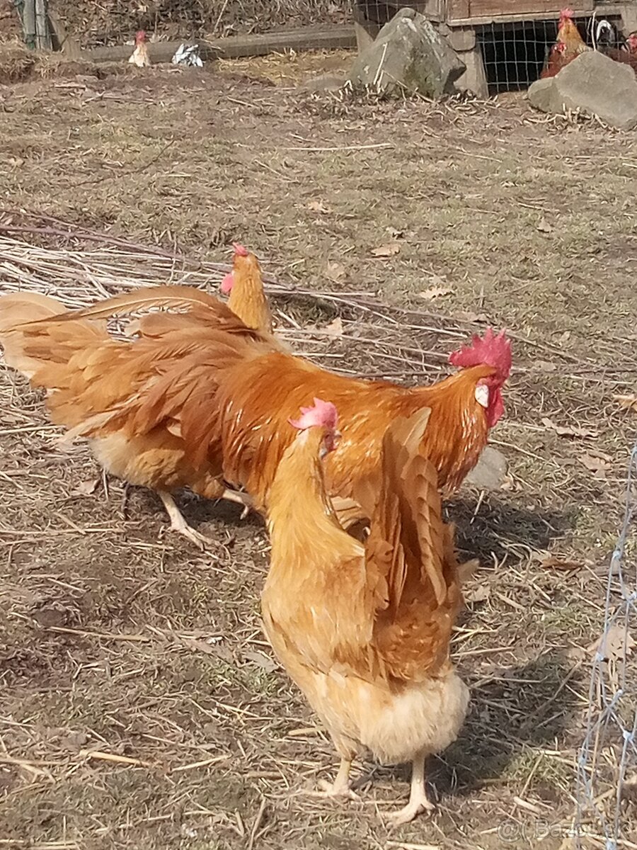 Vlašky žlté NV - 2