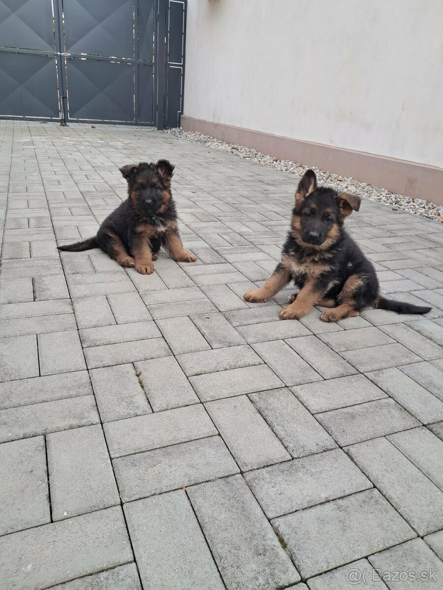 Nemecký ovčiak - 2