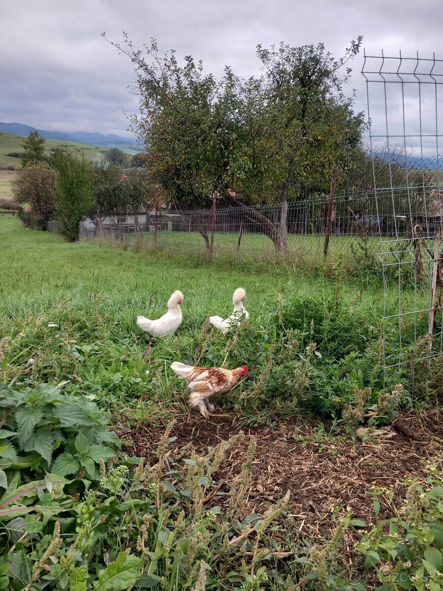 Predám kohúty holandanky bielej - 2