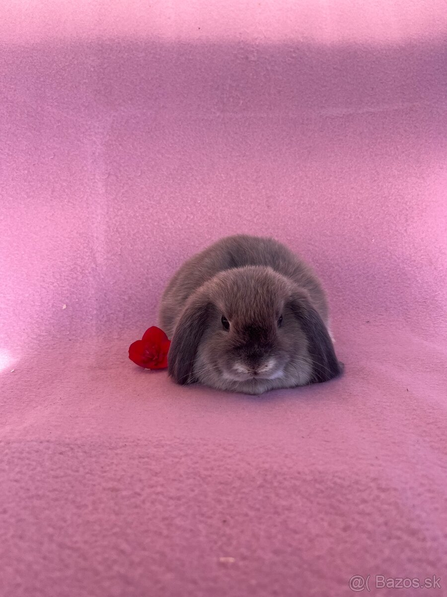 Minilop zakrslý králik - 2