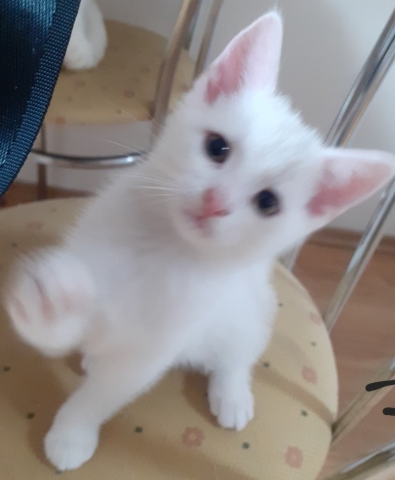 Predám biele mačiatko - 2