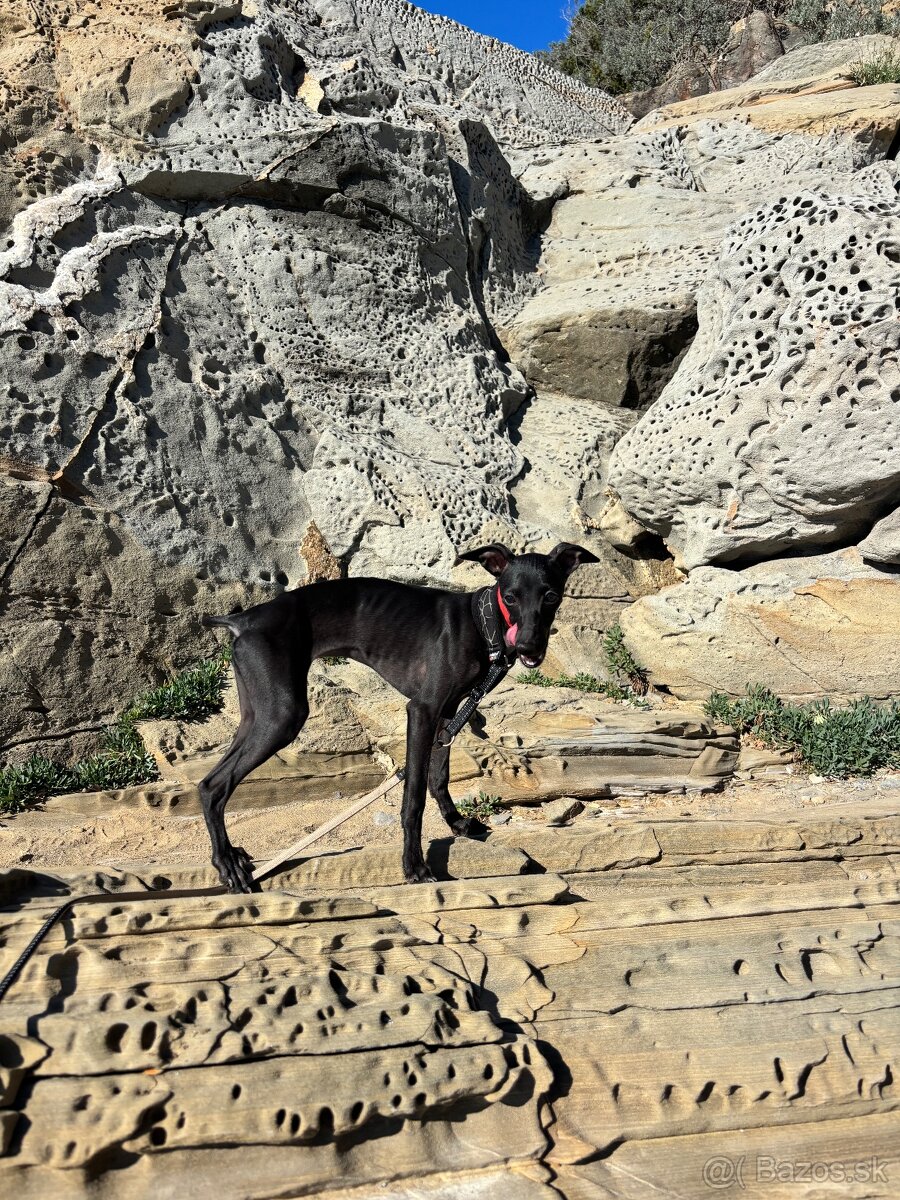 Sučka taliansky chrtik ihned k odberu - 2