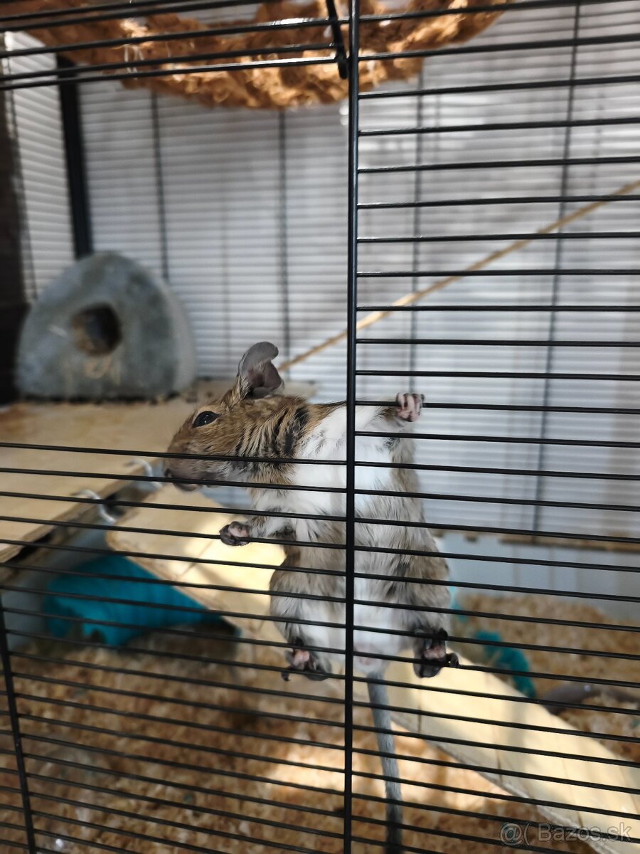 Osmak degu s komplet výbavou - 2