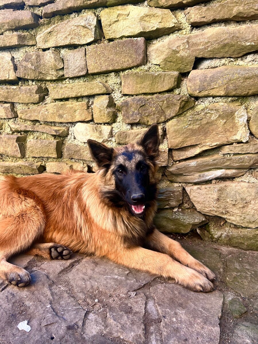 Belgický ovčiak - 2