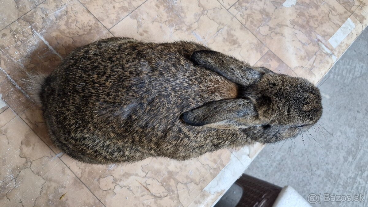 zakrslý králík - samica 8 mesačná - 2