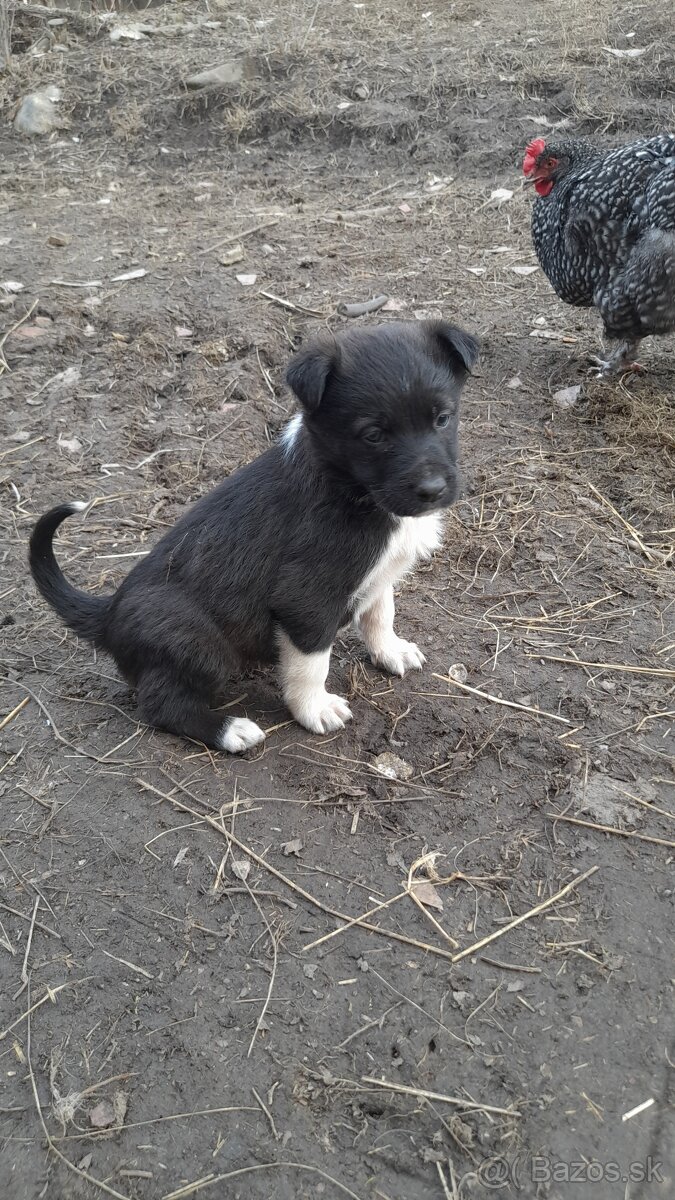 Darujem šteniatka - 2