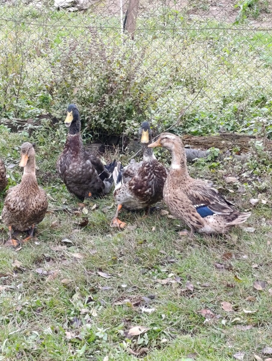 Ruanské kačice - 2