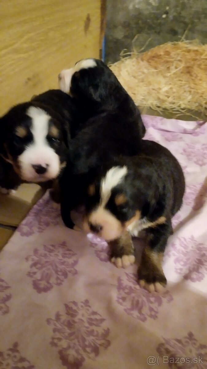 Bernský salašnický pes bez PP - 2