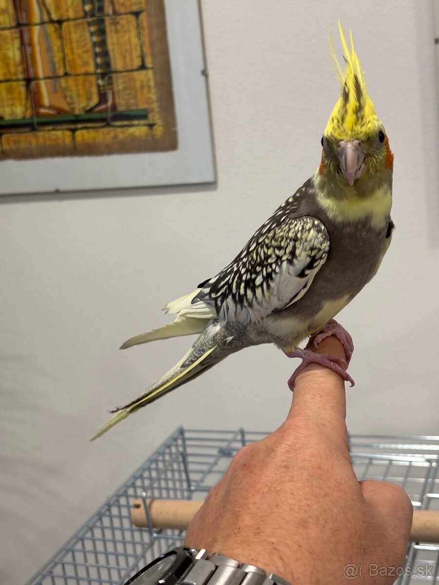 Rucne dormena korela. - 2