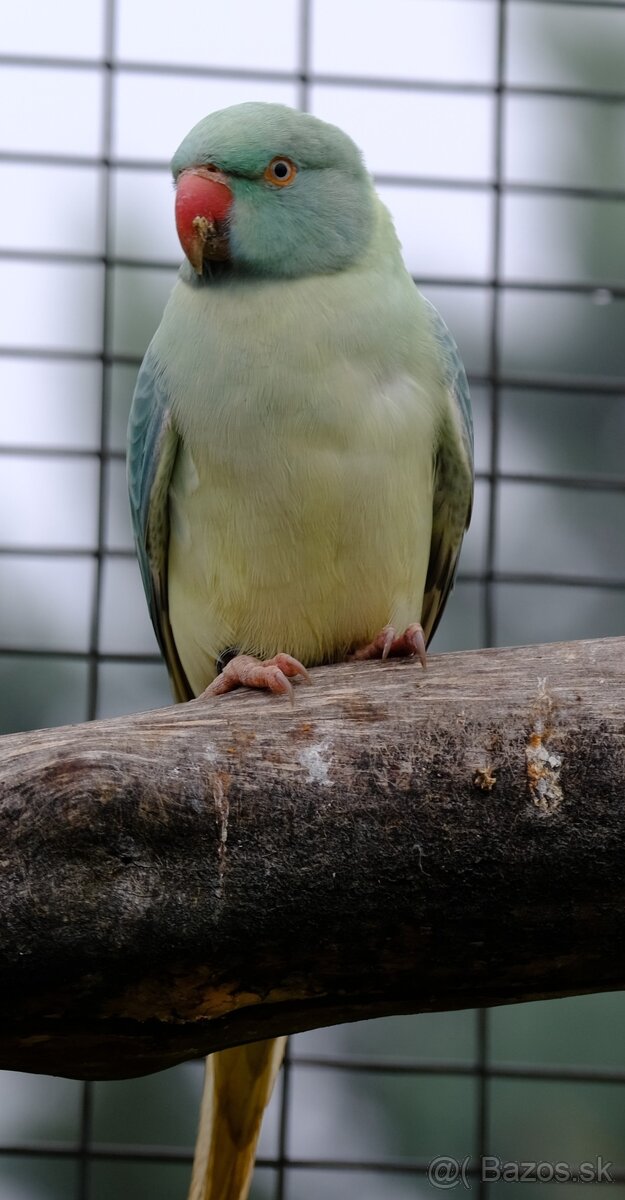 Alexander malý aqua opalin ct - 2