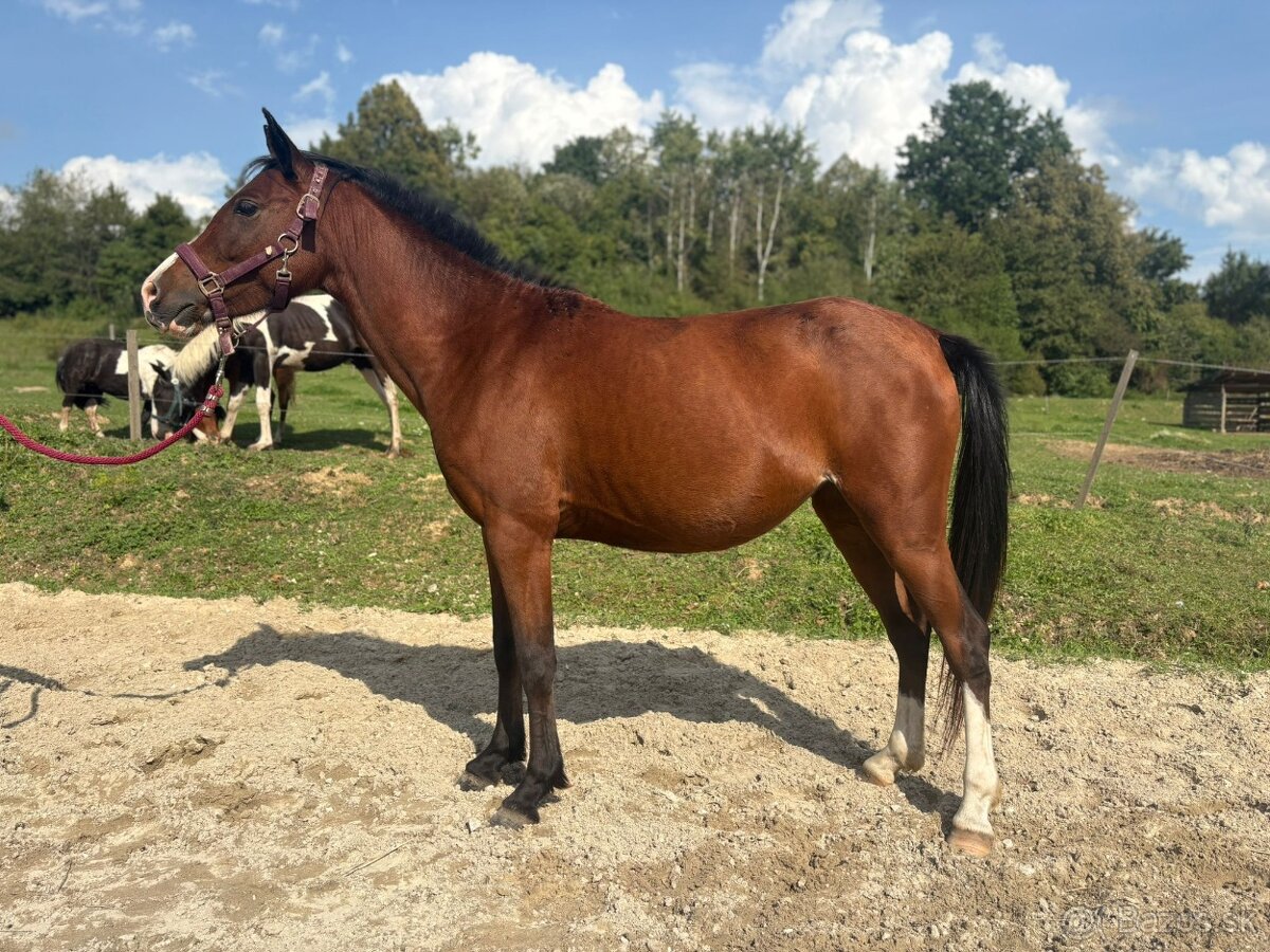 4 rocna pony kobyla - 2