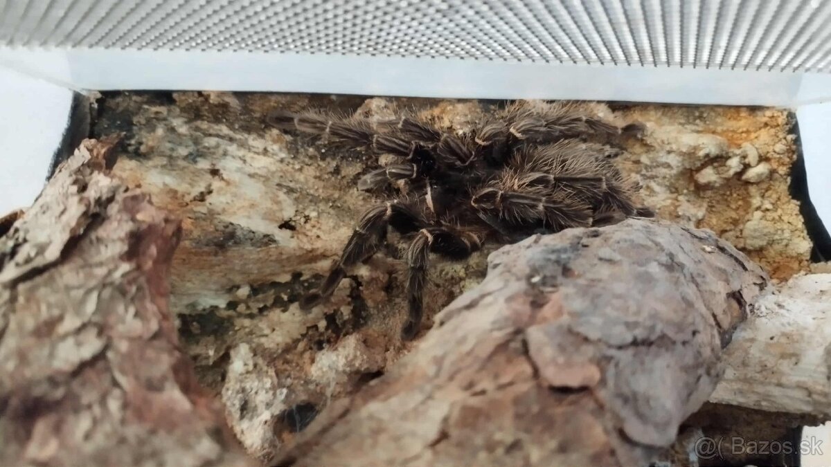 Lasiodora parahybana – samička + terárium - 2