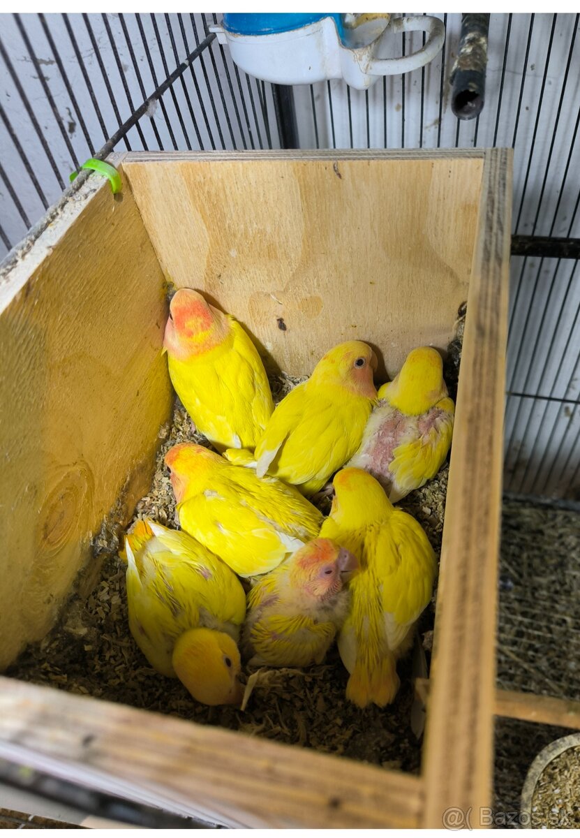 Predám Agapornis ružovohrdlal - 2