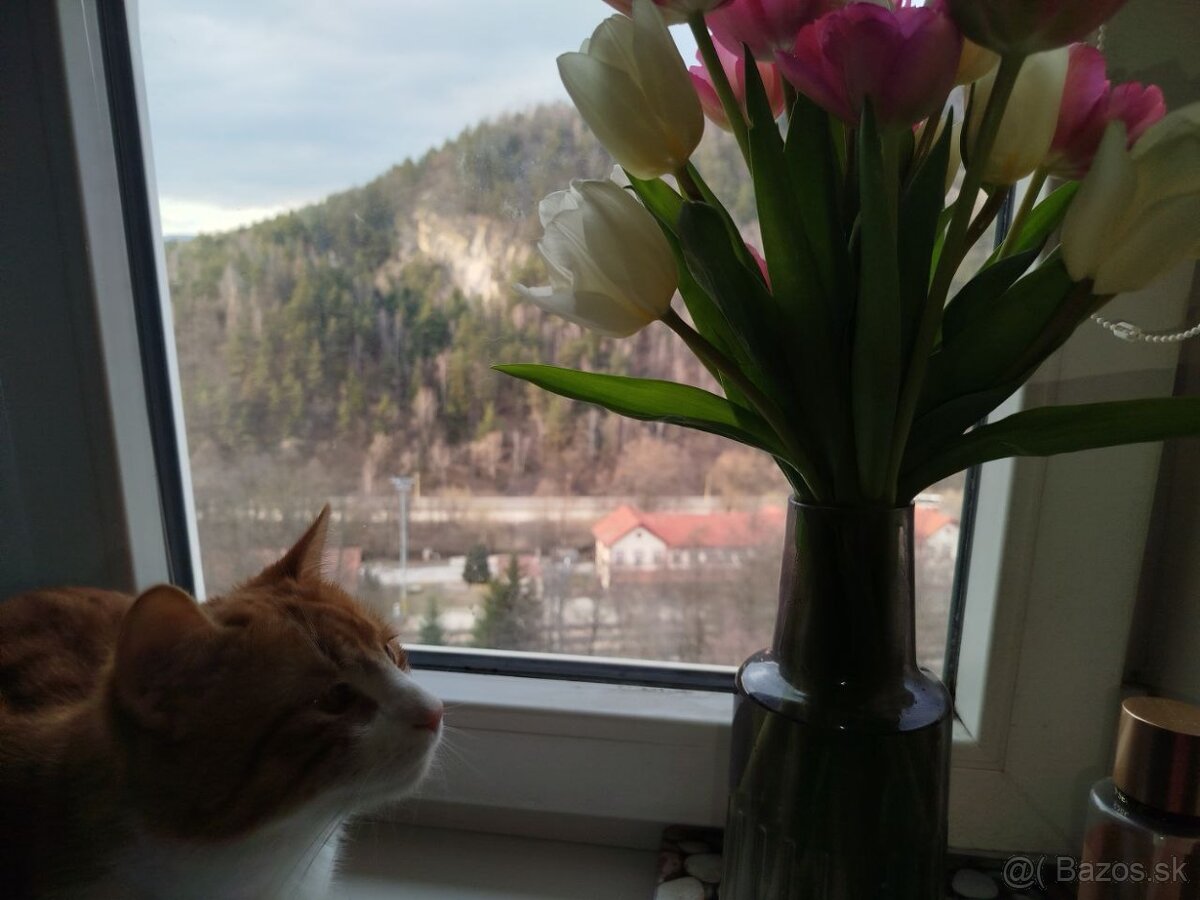 Kocúra dáme do dobrých rúk - 2