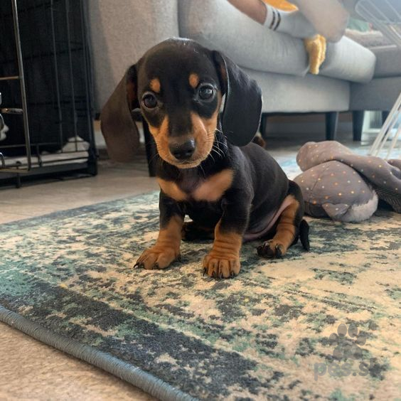 Jazvecik steniatko - 2