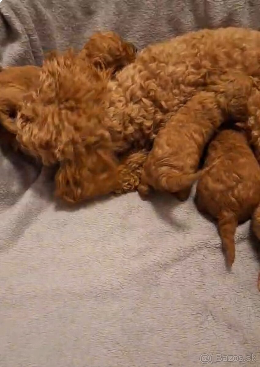 Pudlik pudel trpasličí-stredný fenky - 2