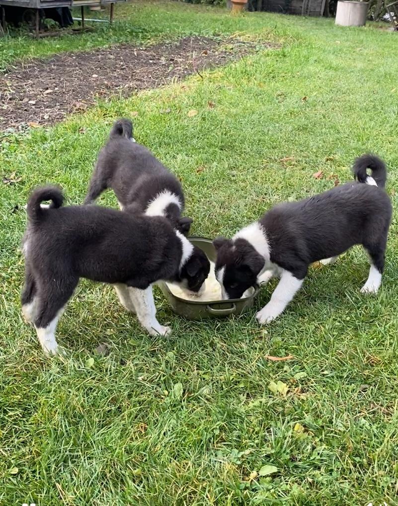 Karelsky Medvedí Pes - 2