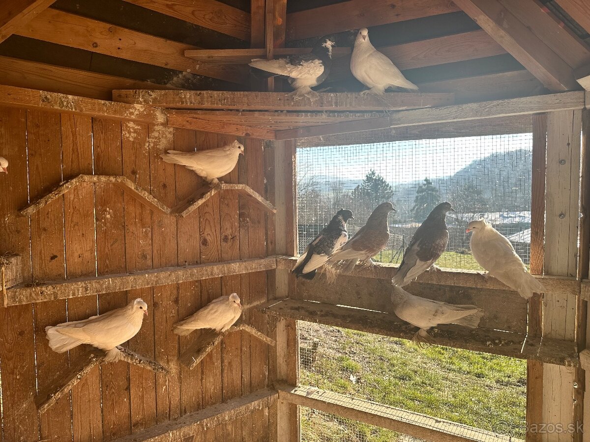 Okrasné holuby - 2
