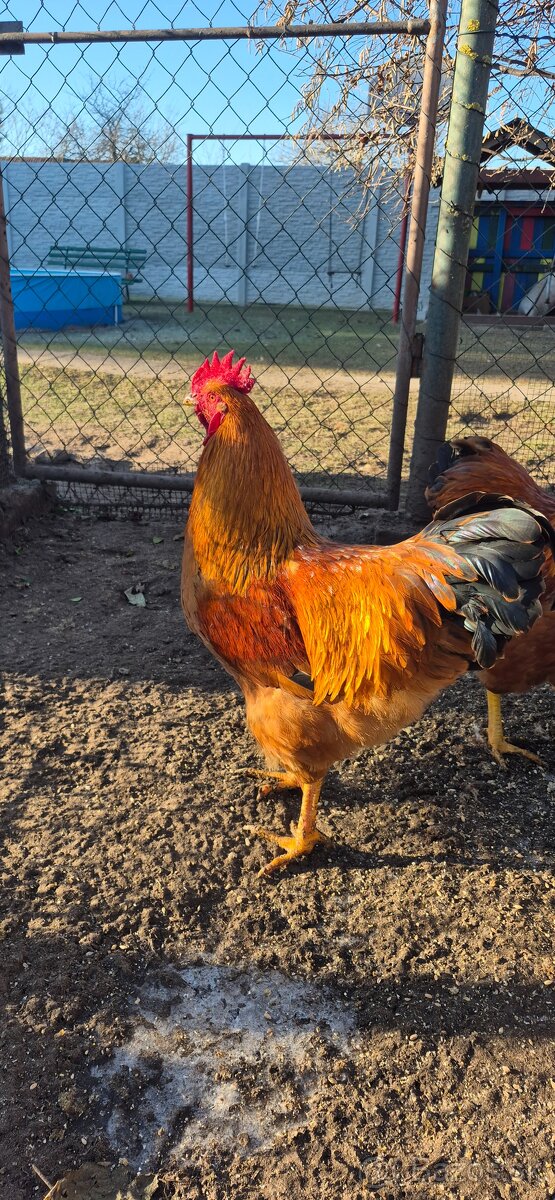 Hempšír na predaj - 2