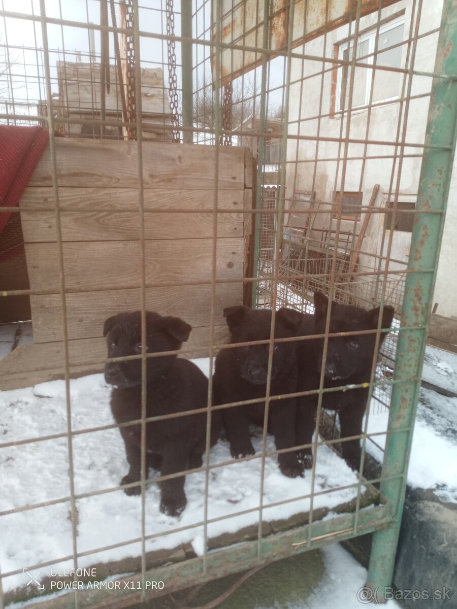 Nemecký ovčiak - 2