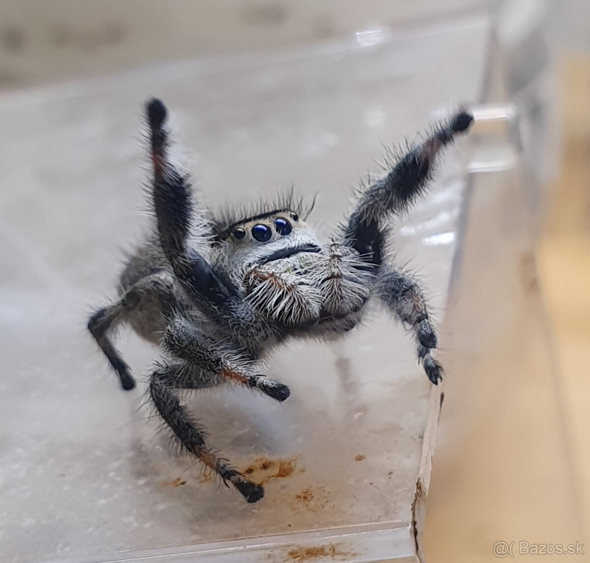 Skákavky Phidippus regius - 2
