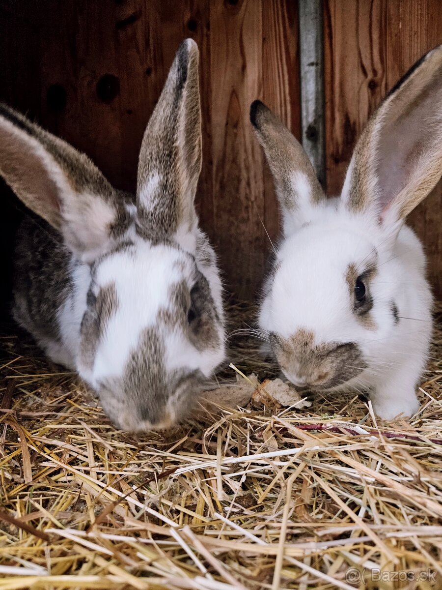 Králiky - 2