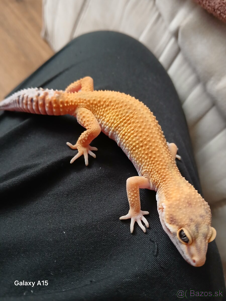 Gekončik - 2